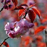 Вишня мелкопильчатая... :: Николай Саржанов