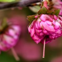 Луизиания :: Мариша Тим