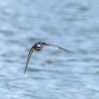 ласточка деревенская :: юрий макаров