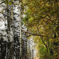 прогулка по берёзовой аллее :: Елена Шаламова