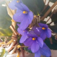 Фиалки мои :: Елена Семигина