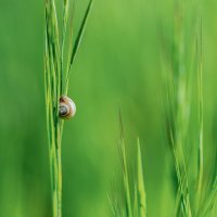 *** :: Александр Григорьев