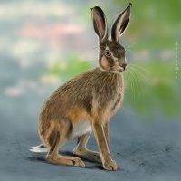 Заяц :: Наталия Львова