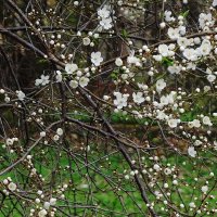 Апрельское цветение :: Рита Симонова