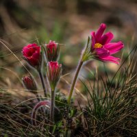 Прострел :: Игорь Шевченко