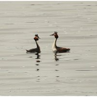 *** :: Aleksandr Gal