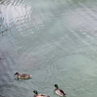 Калиновое озеро :: Tata Wolf