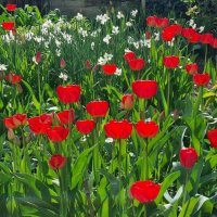 Пасхальная радость :: Наталья 