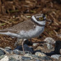 Малый зуёк :: Георгий Кулаковский