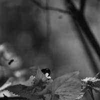 Трудовые дни насекомых в ч/б) :: Алефтина 