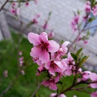 Цветения персика :: Татьяна Пальчикова