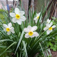 Белые нарциссы :: Татьяна Пальчикова