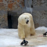 В окружении свиты :: ирина 