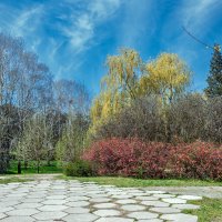 Японская айва весной :: Юрий Яловенко