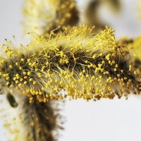 Весеннее настроение. :: Лилия *