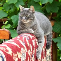 Удобно устроился :: Viktor Odysey