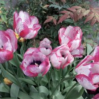 Тюльпаны :: Лидия Бусурина