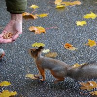 Белочка :: Таня Фиалка