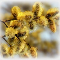 Весенняя красота( Верба) :: Наталья ***