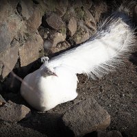 редкие птицы :: Олег Лукьянов