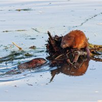 - Ну, как я сегодня плыву? - Уже значительно лучше... :: Валентин Котляров