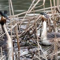 Чомги. :: Владимир Безбородов