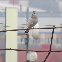 Сизый :: Сеня Белгородский