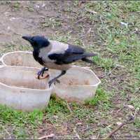 Серый :: Сеня Белгородский