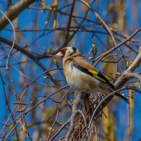 Щегол. :: Sergey (Apg)