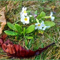 Ключи от рая :: Ольга Довженко