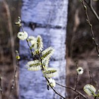 Росток. :: Николай 