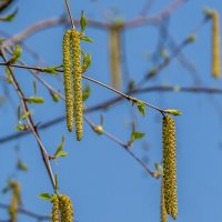 Весенние зарисовки ... :: Ravile 