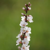 Цветущая Москва:  Парк Зарядье. :: александр 