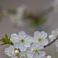 Вишня :: Giant Tao /