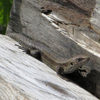 Динозавр - начало :: Лариса С.