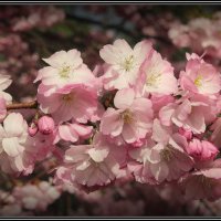 *** :: Aleksandr Gal