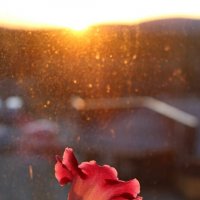 На весеннем солнце :: Ольга 