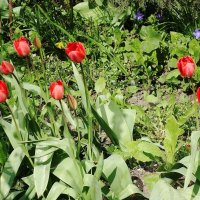 Первые тюльпаны :: Рита Симонова