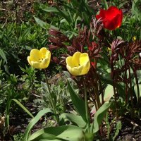 Первые тюльпаны :: Рита Симонова
