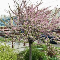 Сакура? :: Pippa 