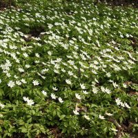 весенние зарисовки :: ИННА ПОРОХОВА