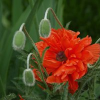 Маки :: Олег Кабанец