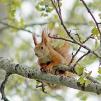 Белка :: Олег Кабанец