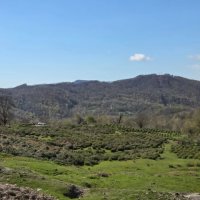 Чайные плантации :: Tata Wolf