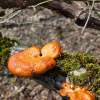 Пикнопорус киноварно-красный :: Tata Wolf