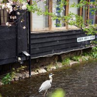 Местный Цапель... :: Liliya 