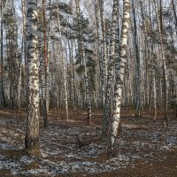 старые березы :: РозаВетроф 