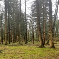 В лесу :: Андрей Л. В.