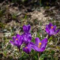 Первые цветочки :: Нина Кутина