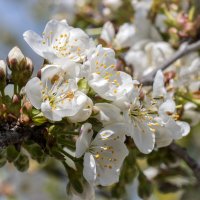 Заневестилась Черевишня... :: Валерий Басыров